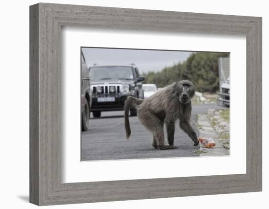 Chacma Baboon (Papio Cynocephalus Ursinus) Eating Food Raided from Car-Michael Hutchinson-Framed Photographic Print