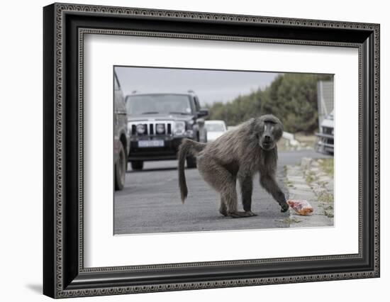 Chacma Baboon (Papio Cynocephalus Ursinus) Eating Food Raided from Car-Michael Hutchinson-Framed Photographic Print