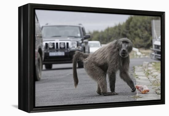 Chacma Baboon (Papio Cynocephalus Ursinus) Eating Food Raided from Car-Michael Hutchinson-Framed Premier Image Canvas