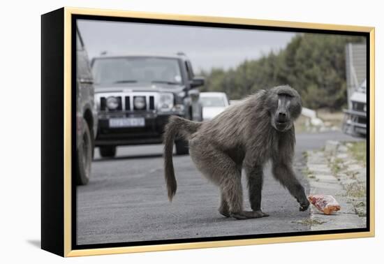 Chacma Baboon (Papio Cynocephalus Ursinus) Eating Food Raided from Car-Michael Hutchinson-Framed Premier Image Canvas