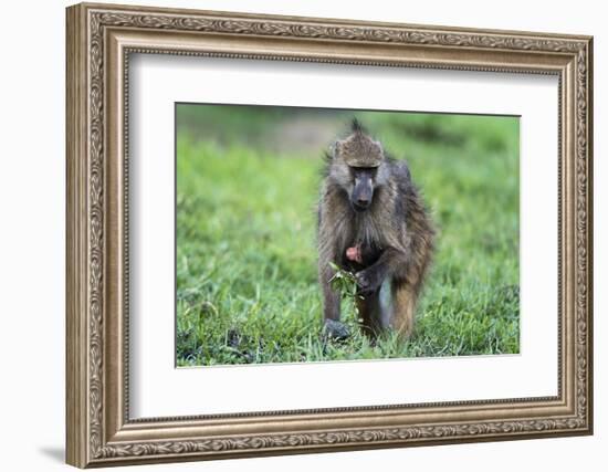 Chacma baboon (Papio hamadryas ursinus), Chobe National Park, Botswana, Africa-Sergio Pitamitz-Framed Photographic Print