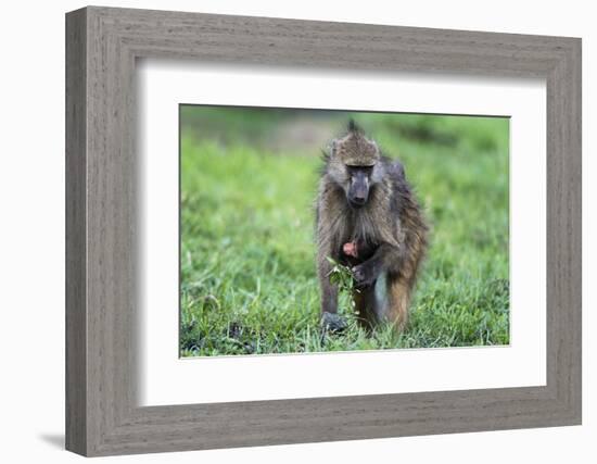 Chacma baboon (Papio hamadryas ursinus), Chobe National Park, Botswana, Africa-Sergio Pitamitz-Framed Photographic Print