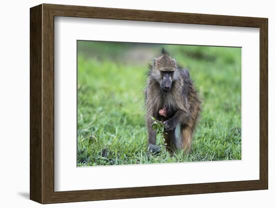 Chacma baboon (Papio hamadryas ursinus), Chobe National Park, Botswana, Africa-Sergio Pitamitz-Framed Photographic Print