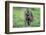 Chacma baboon (Papio hamadryas ursinus), Chobe National Park, Botswana, Africa-Sergio Pitamitz-Framed Photographic Print