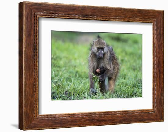 Chacma baboon (Papio hamadryas ursinus), Chobe National Park, Botswana, Africa-Sergio Pitamitz-Framed Photographic Print