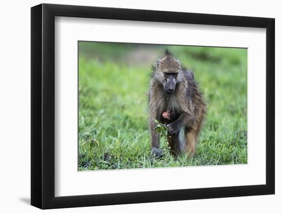Chacma baboon (Papio hamadryas ursinus), Chobe National Park, Botswana, Africa-Sergio Pitamitz-Framed Photographic Print