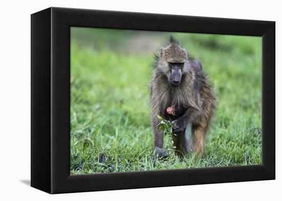 Chacma baboon (Papio hamadryas ursinus), Chobe National Park, Botswana, Africa-Sergio Pitamitz-Framed Premier Image Canvas