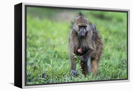 Chacma baboon (Papio hamadryas ursinus), Chobe National Park, Botswana, Africa-Sergio Pitamitz-Framed Premier Image Canvas