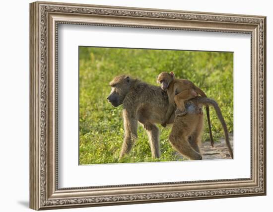 Chacma baboon (Papio ursinus) and infant, Chobe National Park, Botswana, Africa-David Wall-Framed Photographic Print