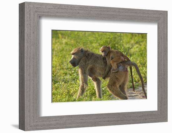 Chacma baboon (Papio ursinus) and infant, Chobe National Park, Botswana, Africa-David Wall-Framed Photographic Print