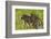 Chacma baboon (Papio ursinus) and infant, Chobe National Park, Botswana, Africa-David Wall-Framed Photographic Print