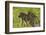 Chacma baboon (Papio ursinus) and infant, Chobe National Park, Botswana, Africa-David Wall-Framed Photographic Print