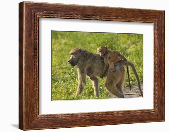 Chacma baboon (Papio ursinus) and infant, Chobe National Park, Botswana, Africa-David Wall-Framed Photographic Print