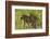 Chacma baboon (Papio ursinus) and infant, Chobe National Park, Botswana, Africa-David Wall-Framed Photographic Print