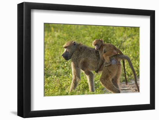 Chacma baboon (Papio ursinus) and infant, Chobe National Park, Botswana, Africa-David Wall-Framed Photographic Print