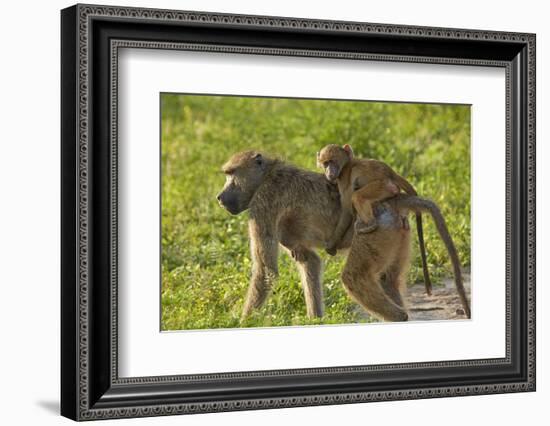 Chacma baboon (Papio ursinus) and infant, Chobe National Park, Botswana, Africa-David Wall-Framed Photographic Print