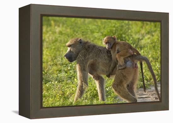 Chacma baboon (Papio ursinus) and infant, Chobe National Park, Botswana, Africa-David Wall-Framed Premier Image Canvas