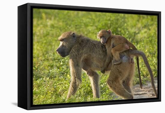 Chacma baboon (Papio ursinus) and infant, Chobe National Park, Botswana, Africa-David Wall-Framed Premier Image Canvas