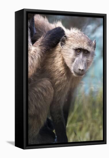 Chacma Baboon (Papio Ursinus), Cape of Good Hope, Table Mountain National Park-Kimberly Walker-Framed Premier Image Canvas