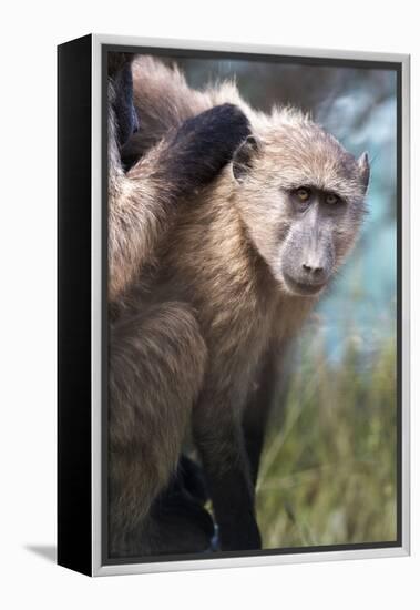 Chacma Baboon (Papio Ursinus), Cape of Good Hope, Table Mountain National Park-Kimberly Walker-Framed Premier Image Canvas