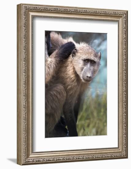 Chacma Baboon (Papio Ursinus), Cape of Good Hope, Table Mountain National Park-Kimberly Walker-Framed Photographic Print