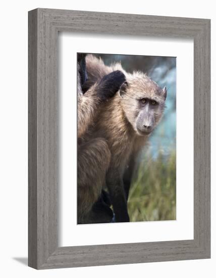 Chacma Baboon (Papio Ursinus), Cape of Good Hope, Table Mountain National Park-Kimberly Walker-Framed Photographic Print