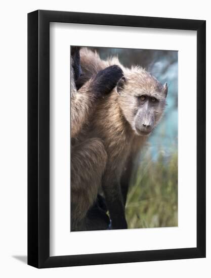 Chacma Baboon (Papio Ursinus), Cape of Good Hope, Table Mountain National Park-Kimberly Walker-Framed Photographic Print