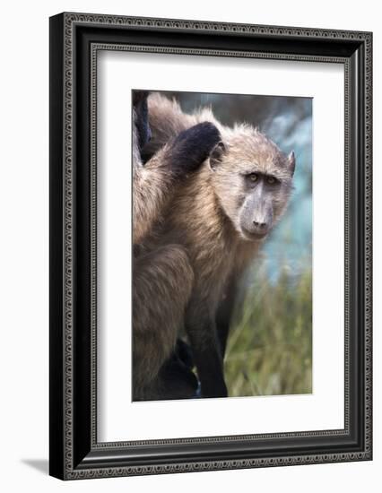 Chacma Baboon (Papio Ursinus), Cape of Good Hope, Table Mountain National Park-Kimberly Walker-Framed Photographic Print