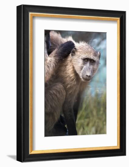 Chacma Baboon (Papio Ursinus), Cape of Good Hope, Table Mountain National Park-Kimberly Walker-Framed Photographic Print