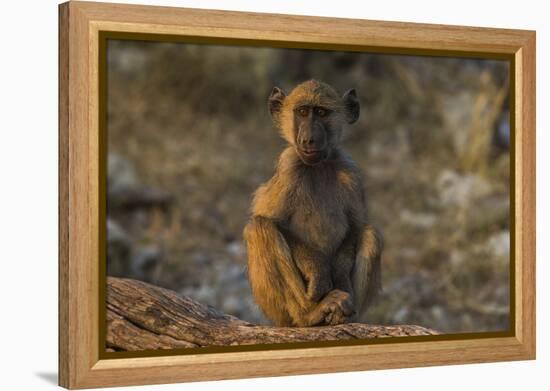 Chacma baboon (Papio ursinus), Chobe National Park, Botswana-Ann and Steve Toon-Framed Premier Image Canvas