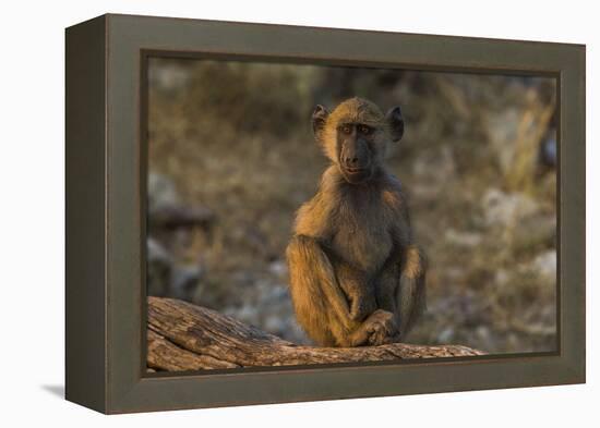 Chacma baboon (Papio ursinus), Chobe National Park, Botswana-Ann and Steve Toon-Framed Premier Image Canvas