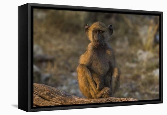 Chacma baboon (Papio ursinus), Chobe National Park, Botswana-Ann and Steve Toon-Framed Premier Image Canvas