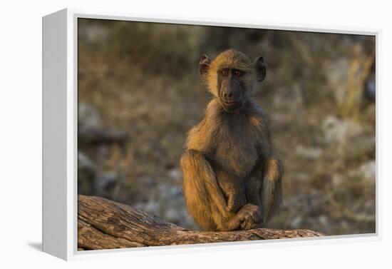 Chacma baboon (Papio ursinus), Chobe National Park, Botswana-Ann and Steve Toon-Framed Premier Image Canvas