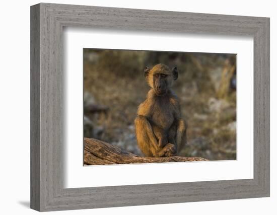 Chacma baboon (Papio ursinus), Chobe National Park, Botswana-Ann and Steve Toon-Framed Photographic Print