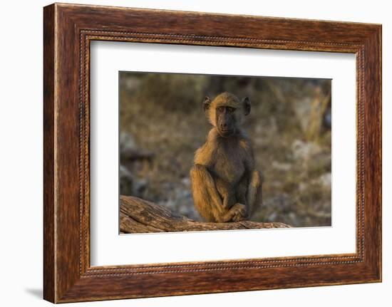 Chacma baboon (Papio ursinus), Chobe National Park, Botswana-Ann and Steve Toon-Framed Photographic Print