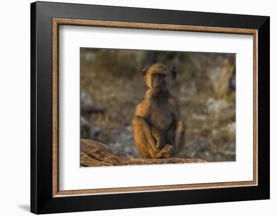 Chacma baboon (Papio ursinus), Chobe National Park, Botswana-Ann and Steve Toon-Framed Photographic Print