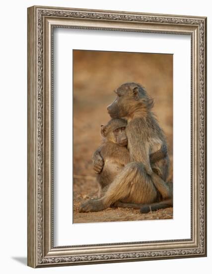 Chacma baboon (Papio ursinus) comforting a young one, Kruger National Park, South Africa, Africa-James Hager-Framed Photographic Print