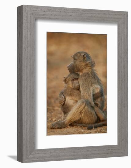 Chacma baboon (Papio ursinus) comforting a young one, Kruger National Park, South Africa, Africa-James Hager-Framed Photographic Print