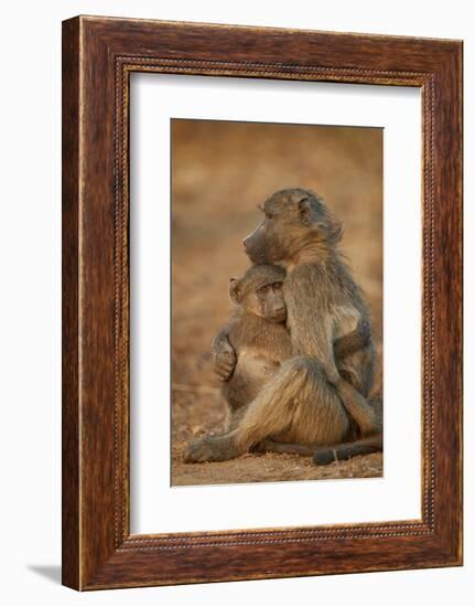 Chacma baboon (Papio ursinus) comforting a young one, Kruger National Park, South Africa, Africa-James Hager-Framed Photographic Print