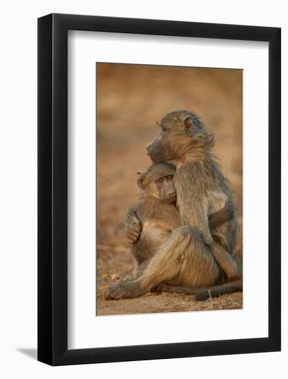 Chacma baboon (Papio ursinus) comforting a young one, Kruger National Park, South Africa, Africa-James Hager-Framed Photographic Print