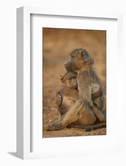 Chacma baboon (Papio ursinus) comforting a young one, Kruger National Park, South Africa, Africa-James Hager-Framed Photographic Print