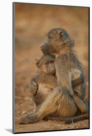 Chacma baboon (Papio ursinus) comforting a young one, Kruger National Park, South Africa, Africa-James Hager-Mounted Photographic Print