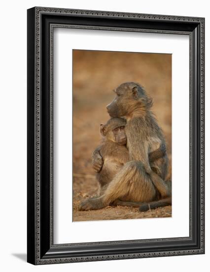 Chacma baboon (Papio ursinus) comforting a young one, Kruger National Park, South Africa, Africa-James Hager-Framed Photographic Print