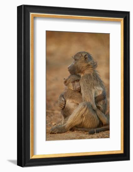 Chacma baboon (Papio ursinus) comforting a young one, Kruger National Park, South Africa, Africa-James Hager-Framed Photographic Print