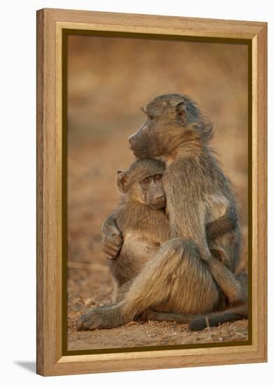 Chacma baboon (Papio ursinus) comforting a young one, Kruger National Park, South Africa, Africa-James Hager-Framed Premier Image Canvas