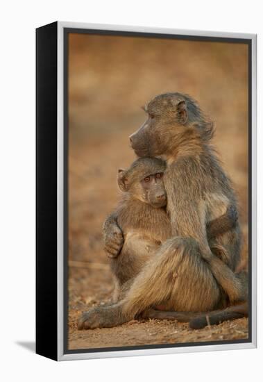 Chacma baboon (Papio ursinus) comforting a young one, Kruger National Park, South Africa, Africa-James Hager-Framed Premier Image Canvas
