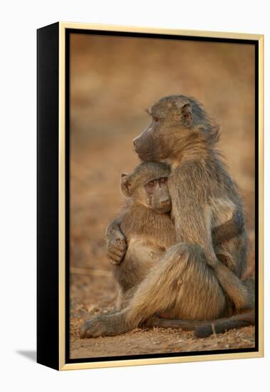 Chacma baboon (Papio ursinus) comforting a young one, Kruger National Park, South Africa, Africa-James Hager-Framed Premier Image Canvas