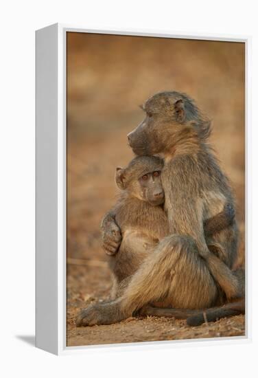 Chacma baboon (Papio ursinus) comforting a young one, Kruger National Park, South Africa, Africa-James Hager-Framed Premier Image Canvas