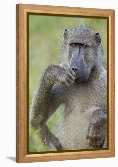 Chacma Baboon (Papio Ursinus) Eating, Kruger National Park, South Africa, Africa-James Hager-Framed Premier Image Canvas