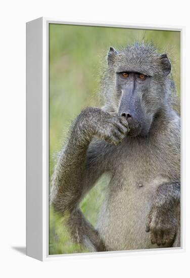 Chacma Baboon (Papio Ursinus) Eating, Kruger National Park, South Africa, Africa-James Hager-Framed Premier Image Canvas